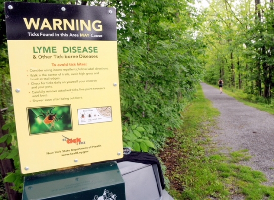 Lyme e artrite