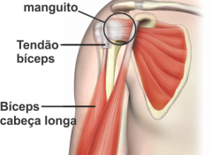 tendoes ombro