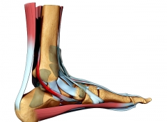 tibial posterior